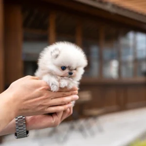 Pomeranian - Risa