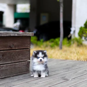 Pomsky Puppy - Rui