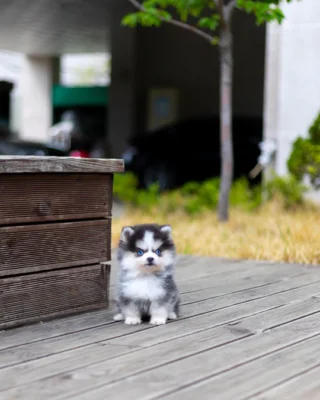 Pomsky Puppy - Rui