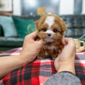 Snuggle