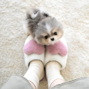 Pomeranian - Jerry