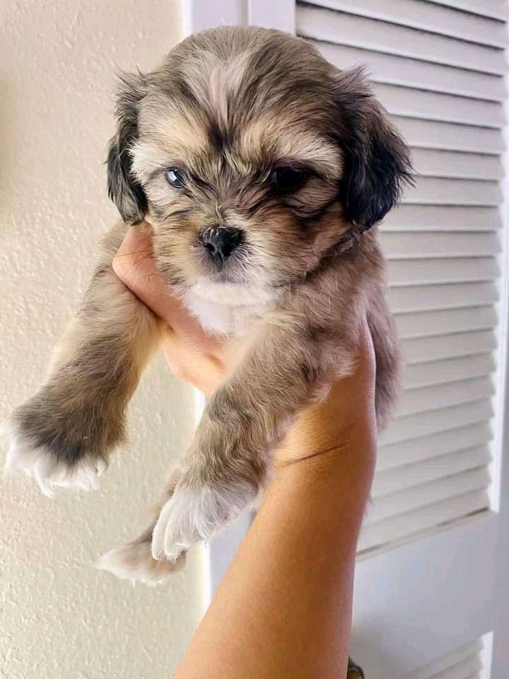 Maltipoo puppy with family