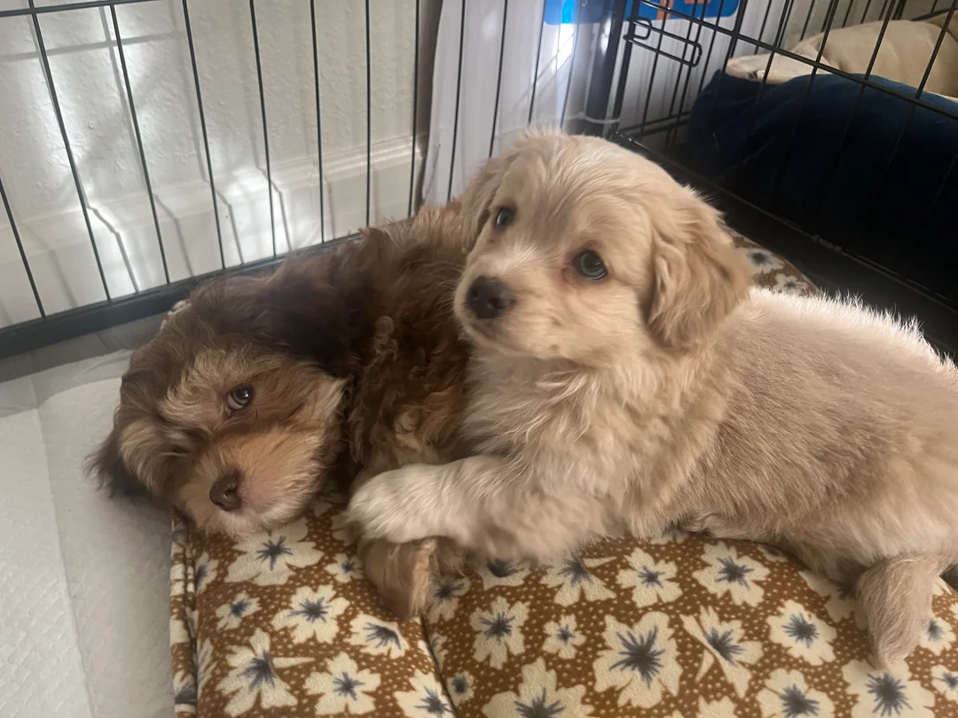 Maltipoo puppy care guide